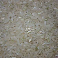 برنج چمپا شهریار