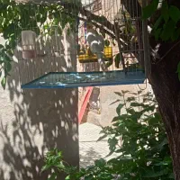 یک عدد عروس هلندی نر سالم سخنگو