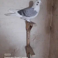 کبوتر کفتر  ارزون|پرنده|فسا, |دیوار