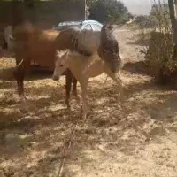 فروش اسب مادیان ترکمن