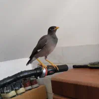 دو مرغ مینا وسه عددفنچ