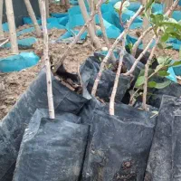 کبوده زردآلو قرمز و گیلاس ...