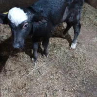 گاومیش نوبار