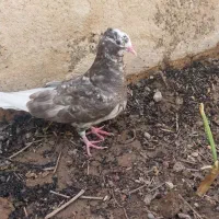 3عدد کفتر موقلف پرشی