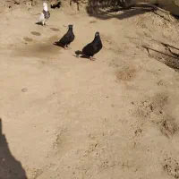 شادگان|پرنده|شادگان, |دیوار
