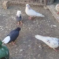 کفتر طوقی سرور شازده سبز معاوضه با ...