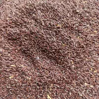 400 کیلو بزرک سیاه