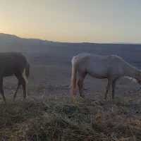 مادیون ۴ ب ۵|اسب و تجهیزات اسب‌سواری|درگز, |دیوار