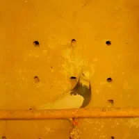 کبوتر طوقی|پرنده|محمدشهر, کوی بهار|دیوار