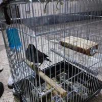 مرغ مینا|پرنده|شهریار, دهشاد بالا|دیوار