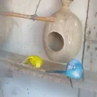 مرغ عشق فروشی