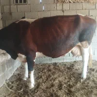 گاو ابست