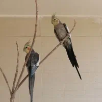 عروس هلندی نروماده تخم گذار|پرنده|آباده, |دیوار