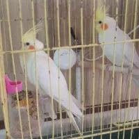 یک جفت عروس هلندی لوتینو و۲عدد جوجه گل باقالی سالم