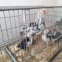 مرغ گلین با جوجه و خروس مشکی