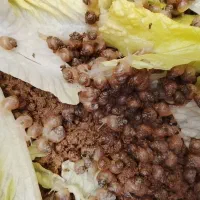 حلزون دارای اشانتیون برای خریدار