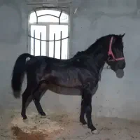 نریان ۳سال