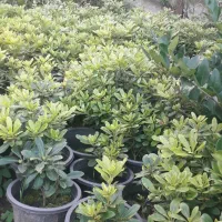 فروش گل و گیاه زینتی