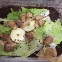 حلزون مولد|خزنده|قم, نیروگاه|دیوار