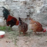 مرغ و خروس عربی