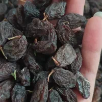 کشمش فخری