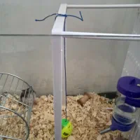 دو عدد همستر|موش و خرگوش|کرج, باغستان|دیوار