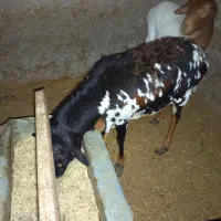 میش برشن و سومالی|حیوانات مزرعه|کرمان, |دیوار