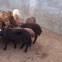 ّبره نر داشتی