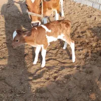 گاو نژادخوب و عالی ۱۵۰میلیون|حیوانات مزرعه|جاسک, |دیوار