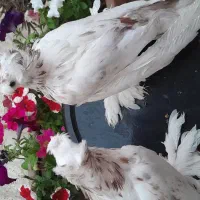 کبوتر زینتی بخارا راعبی دم چتری