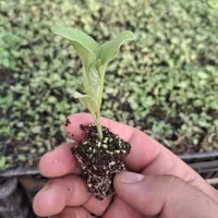 نشا|خدمات باغبانی و درختکاری|برخوار, |دیوار