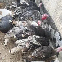 مرغ وبوقلمون
