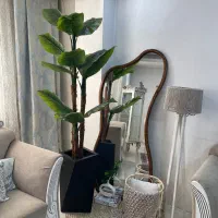 درخچه موز پرنده بهشتی نیکولای