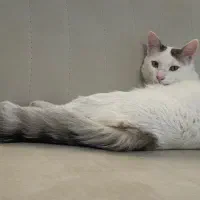 واگذاری گربه نر