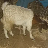 گوسفند کهره ماده