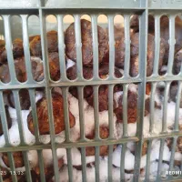 دنبل کوهی|خوردنی و آشامیدنی|شیراز, پایانه مسافربری سعدی|دیوار