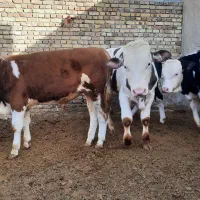 گوساله سیمینتال نر گاو