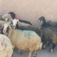 میش‌جوان‌ابستن‌