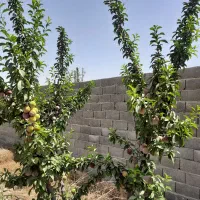 باغچه ۵۰۰ متری|فروش زمین و ملک کلنگی|هشتگرد, تهران دشت|دیوار