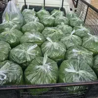 سبزی خرد شده ، خشک و تازه و سرخ شده جالیز
