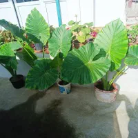 گول بابا آدو