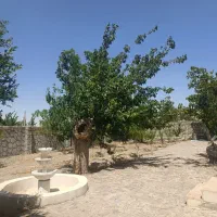 فروش باغ ویلا|فروش خانه و ویلا|بیرجند, |دیوار