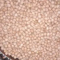 نخود دیم|عمده‌فروشی|همدان, |دیوار