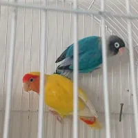 طوطی برزیلی