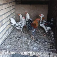 خروس گلین جوان