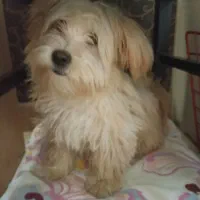 سگ پودل کراس