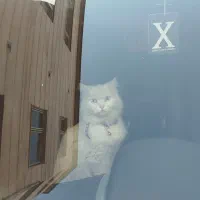 جفت گیری|گربه|همدان, |دیوار