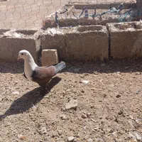 کفتر سرسفید|پرنده|رفسنجان, |دیوار