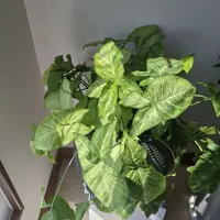 گلدان با برگ طبیعی