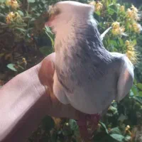 طوقی
